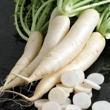 Organic Radish 